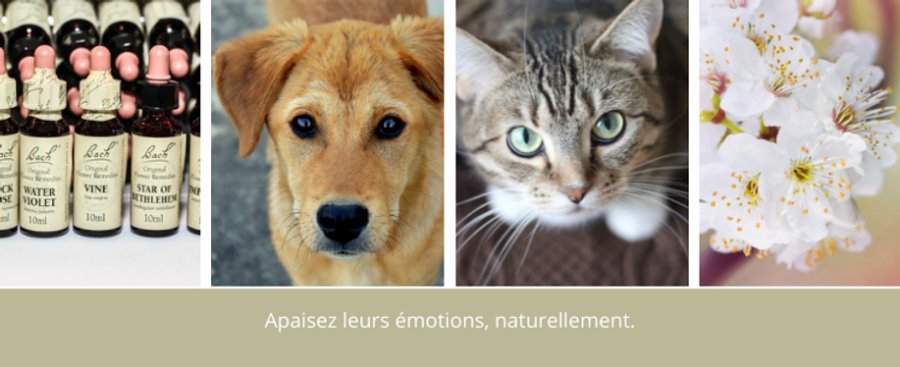 La naturopathie pour votre animal domestique